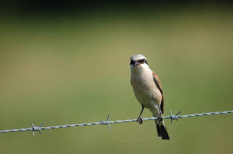 Red-backed Shrike