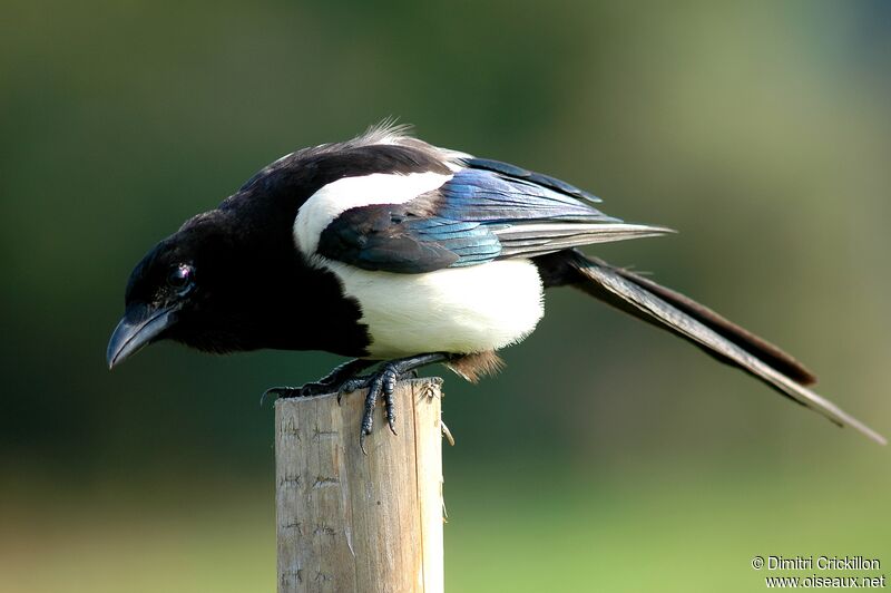 Eurasian Magpie