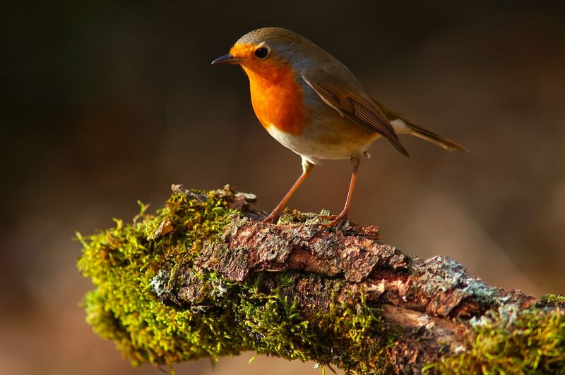 European Robin