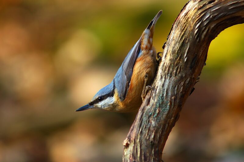 Eurasian Nuthatch