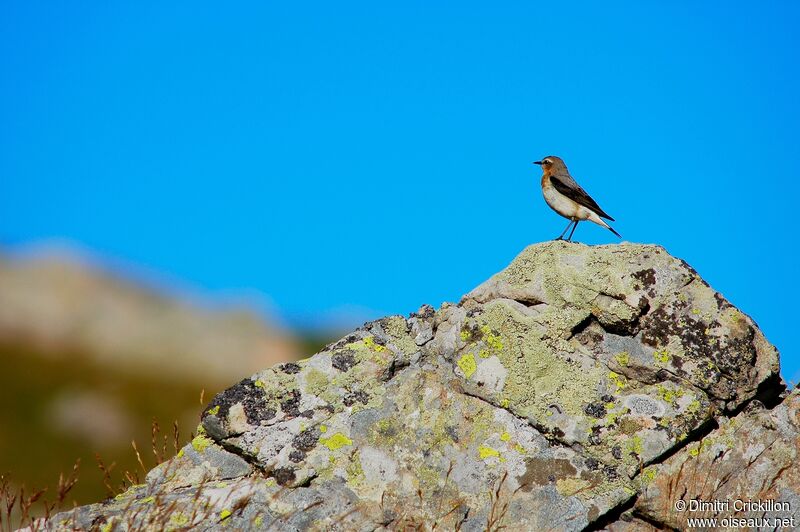 Northern Wheatear