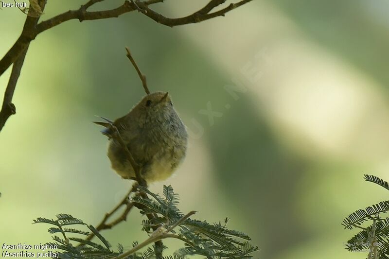 Acanthize mignon