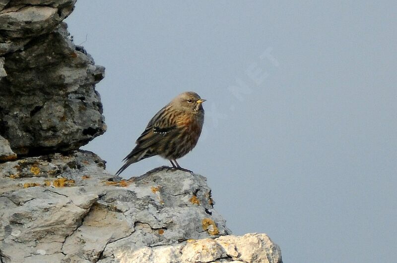 Alpine Accentor