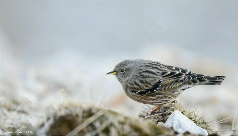 Alpine Accentor