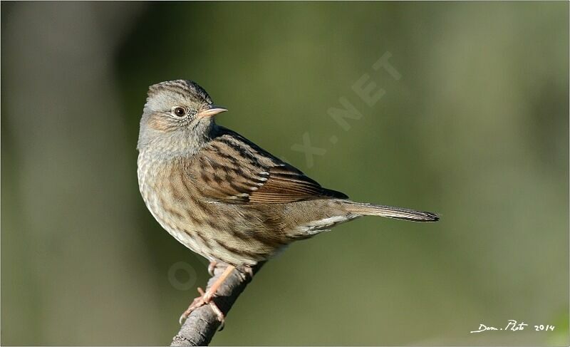 Dunnock