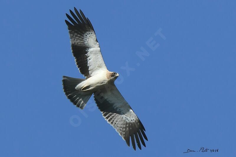 Booted Eagle