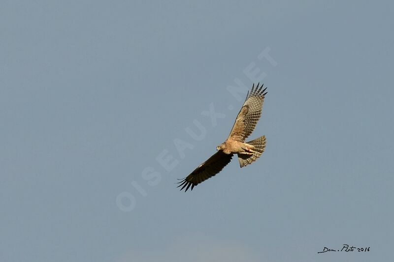 Bonelli's Eagle