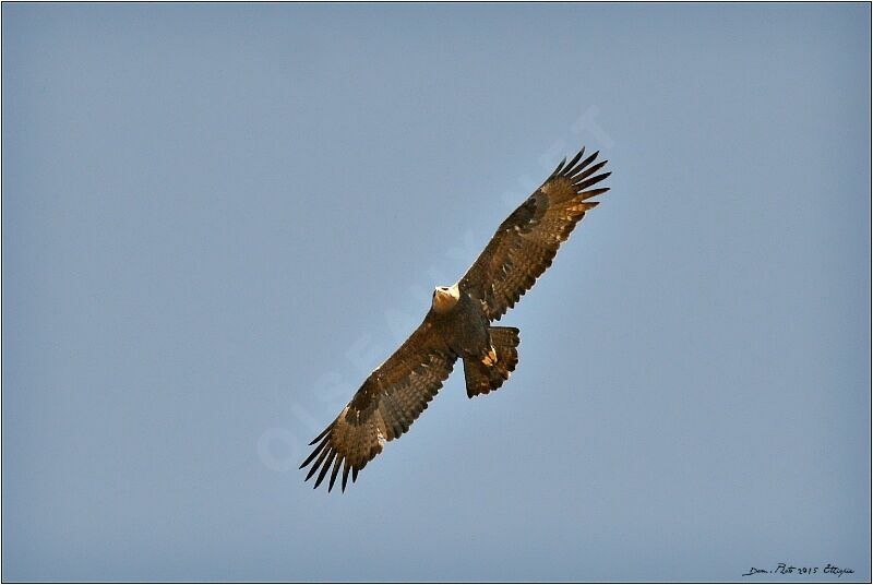 Steppe Eagle