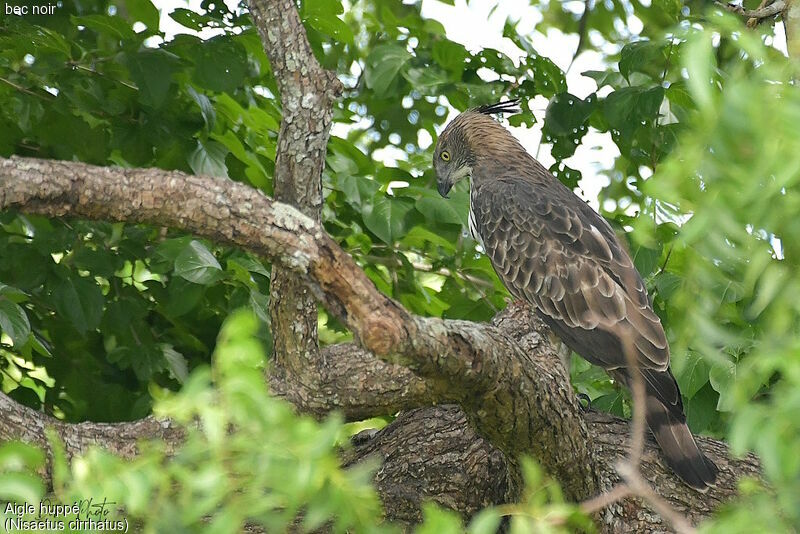 Changeable Hawk-Eagle