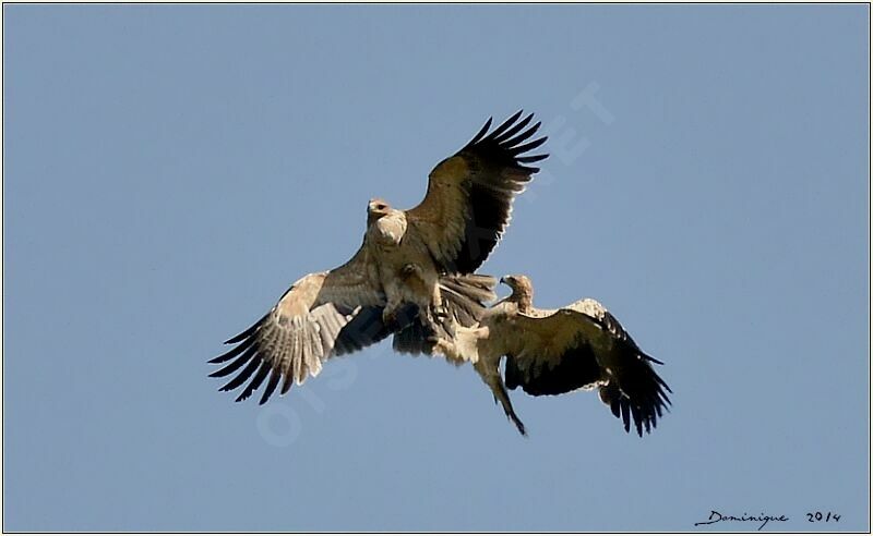 Spanish Imperial Eagle