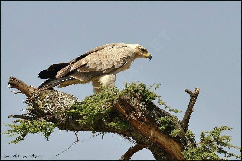 Tawny Eagle