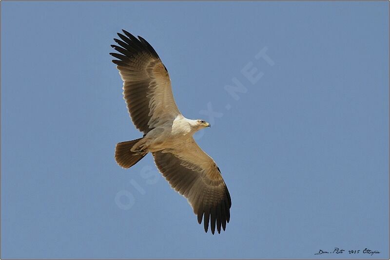 Aigle ravisseur