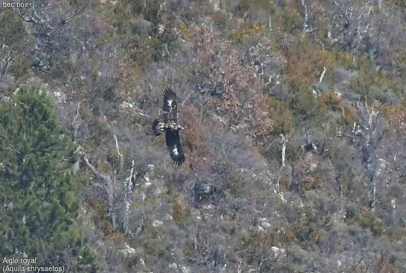 Golden Eagle