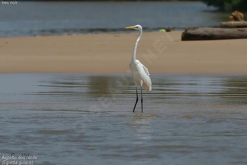 Aigrette des récifs