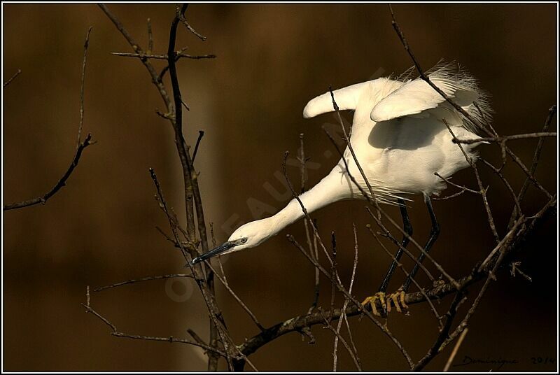 Aigrette garzette