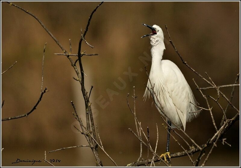 Little Egret