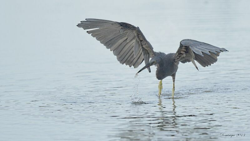 Pacific Reef Heron