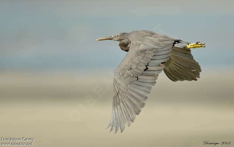 Pacific Reef Heronadult, Flight