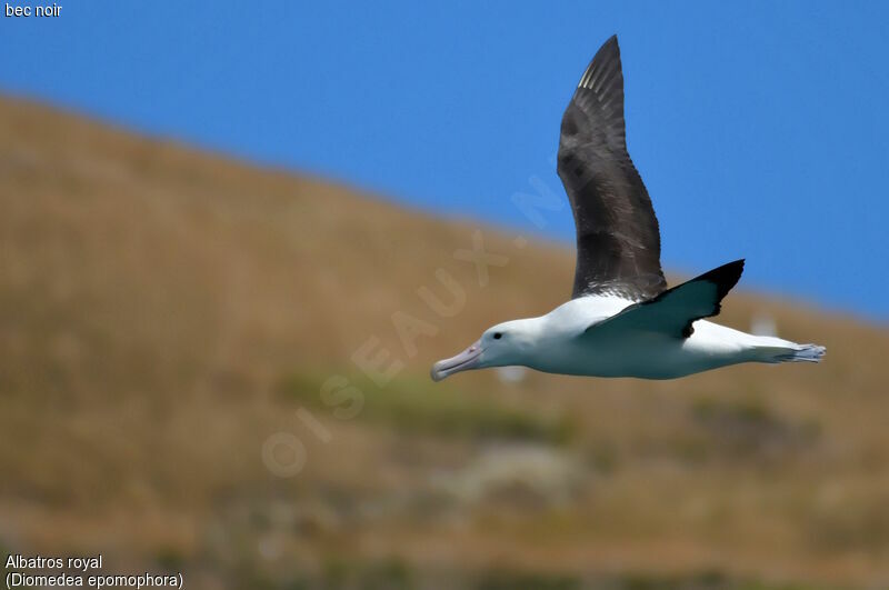 Southern Royal Albatross