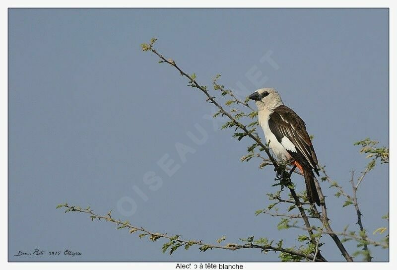 White-headed Buffalo Weaver