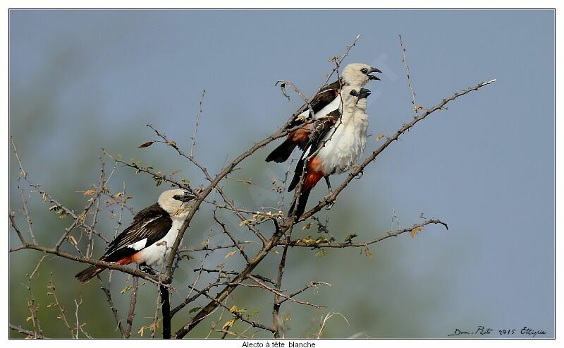 White-headed Buffalo Weaver