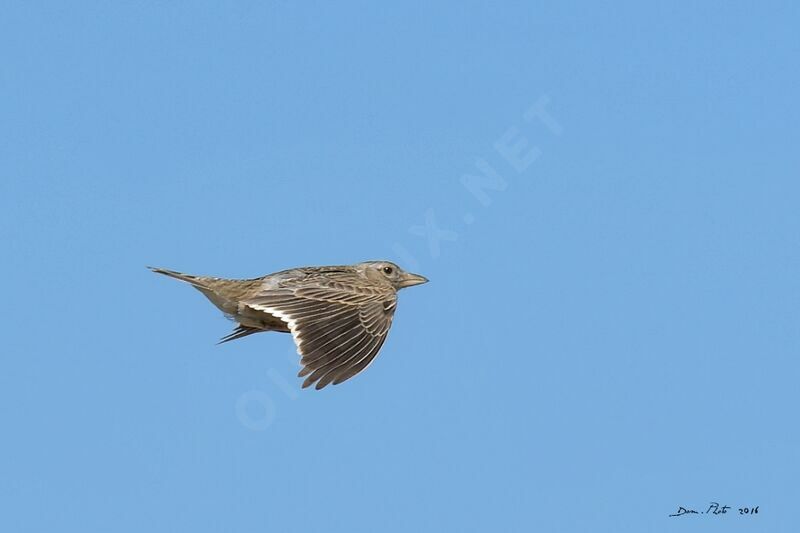 Calandra Lark