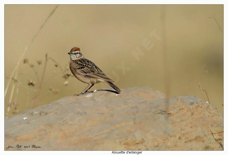 Blanford's Lark (erlangeri)