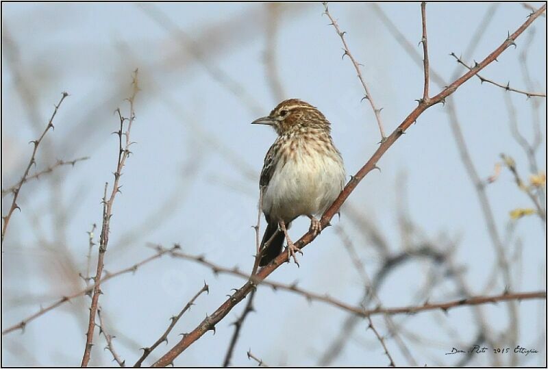 Gillett's Lark