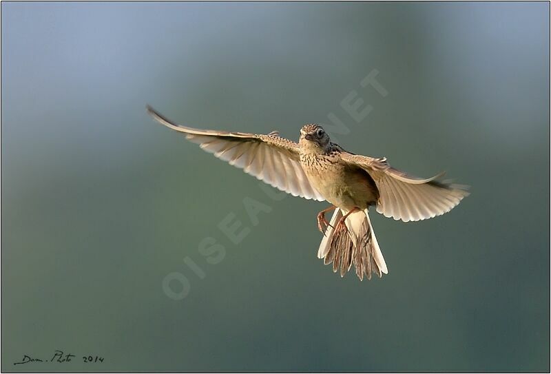 Eurasian Skylark