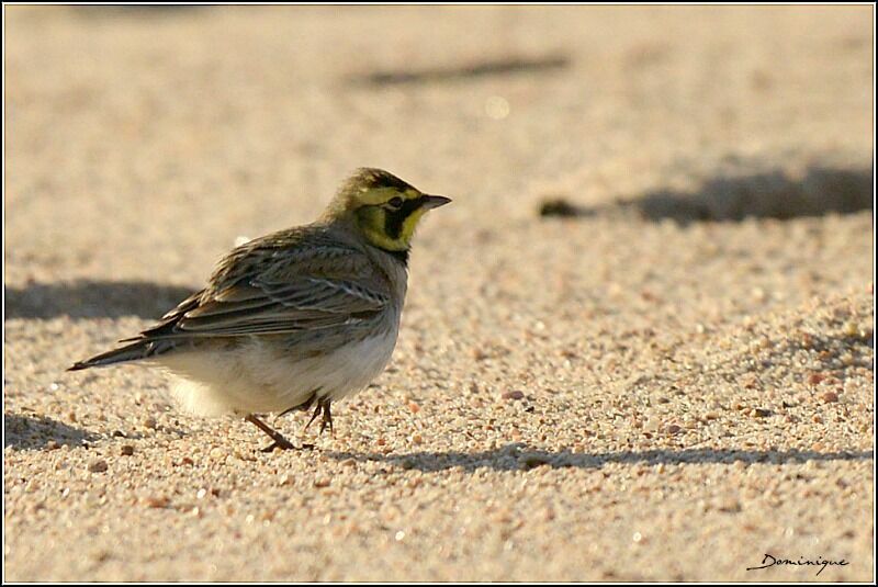 Horned Lark