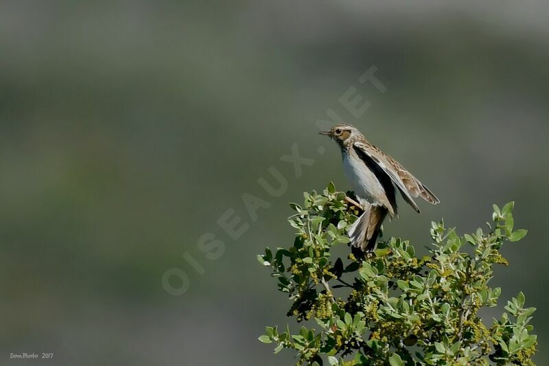 Woodlark