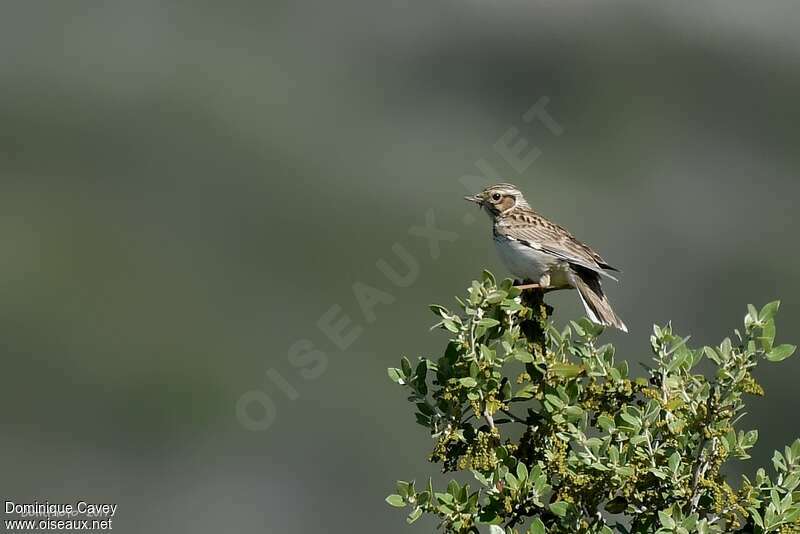 Woodlarkadult, habitat, Reproduction-nesting, Behaviour