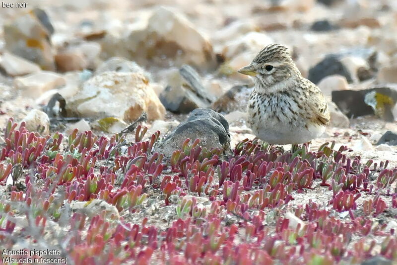 Mediterranean Short-toed Lark