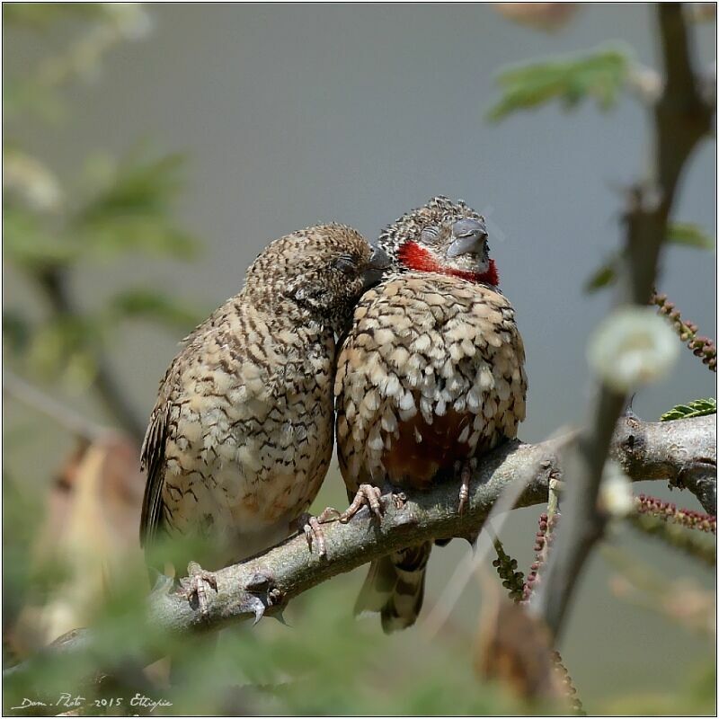 Cut-throat Finch