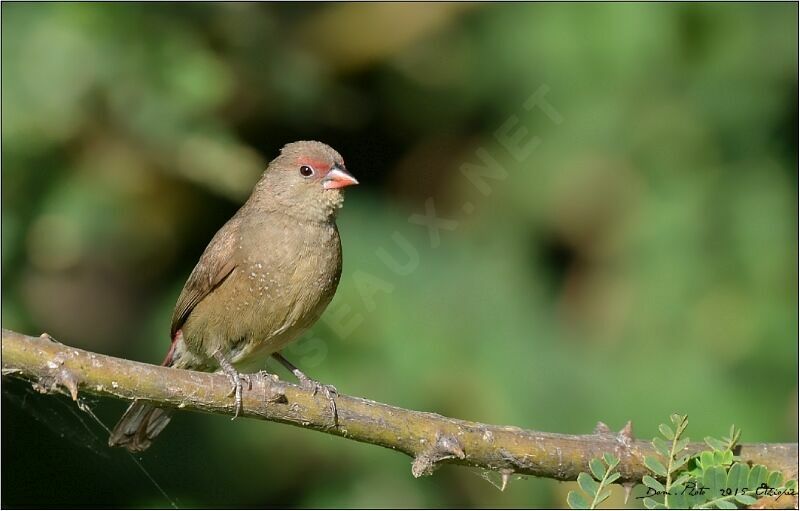 Red-billed Firefinch