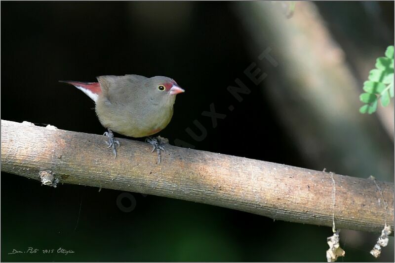 Red-billed Firefinch