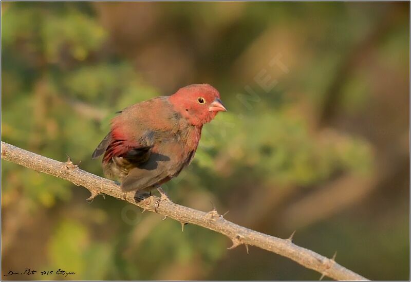 Red-billed Firefinch