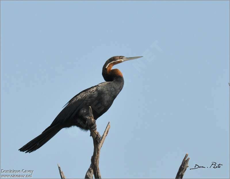 Anhinga d'Afrique mâle adulte, identification