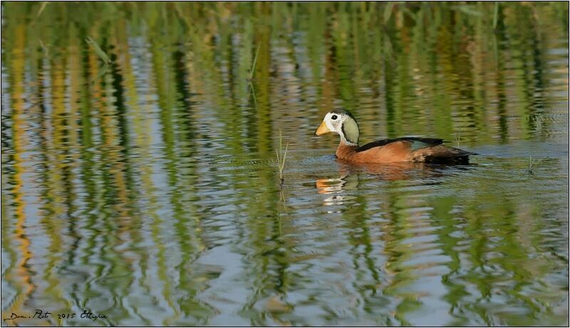 African Pygmy Goose