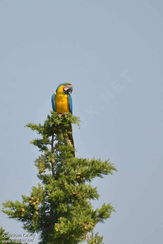 Blue-and-yellow Macawadult, habitat