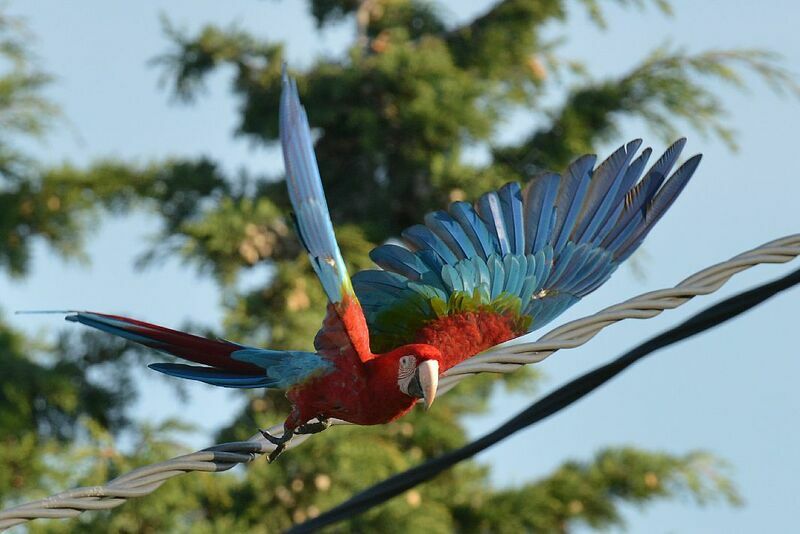 Scarlet Macaw