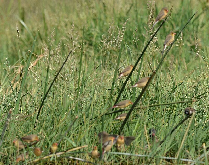 Fawn-breasted Waxbill