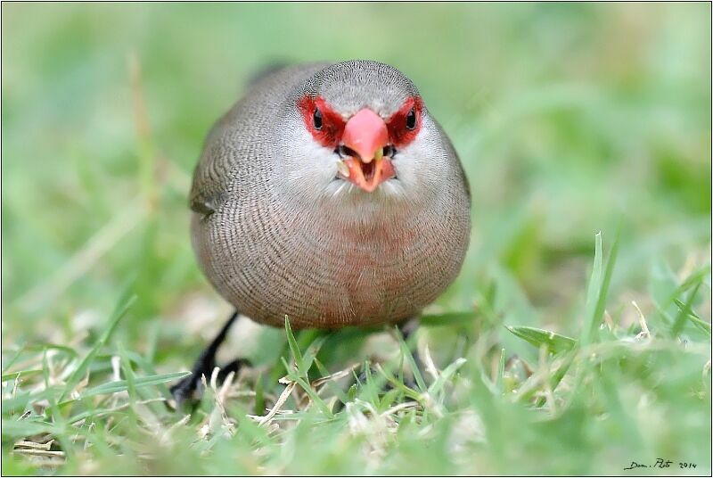 Common Waxbill