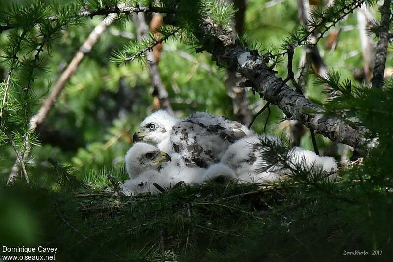 Eurasian GoshawkPoussin