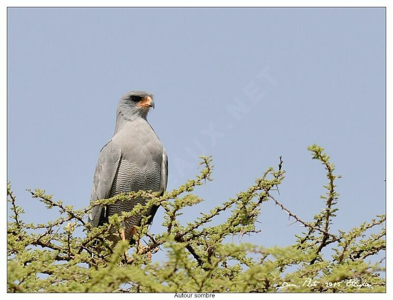 Dark Chanting Goshawk