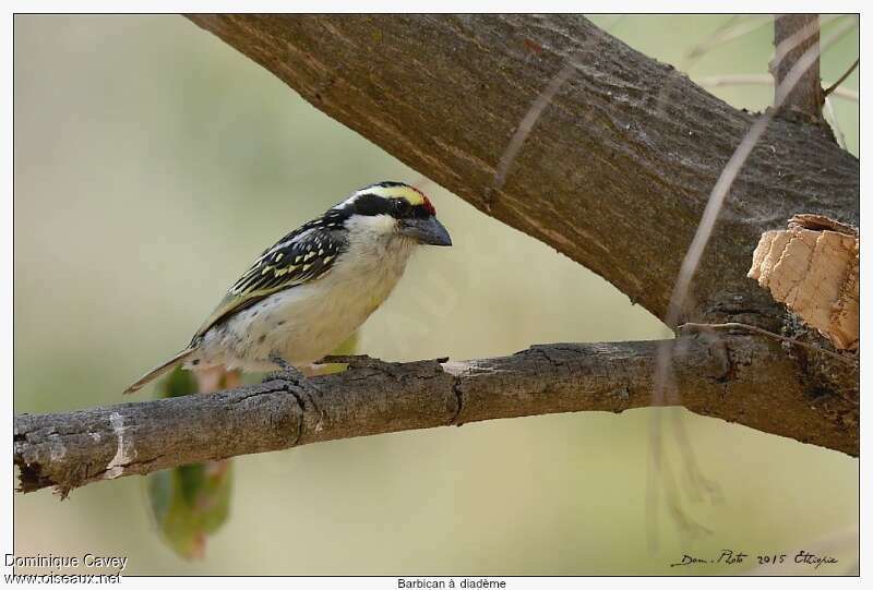 Red-fronted Barbetadult, identification