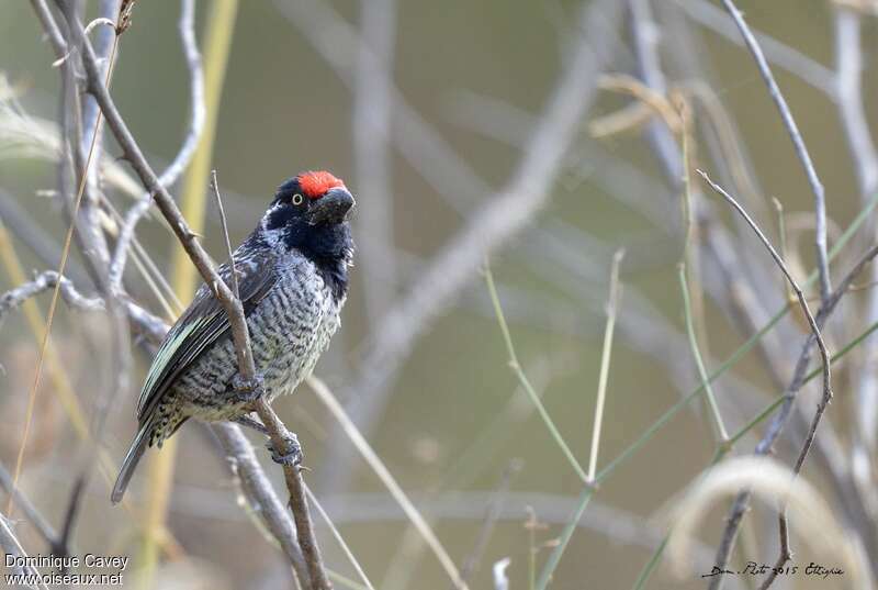 Banded Barbetadult, identification