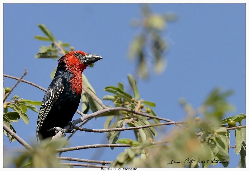 Black-billed Barbet