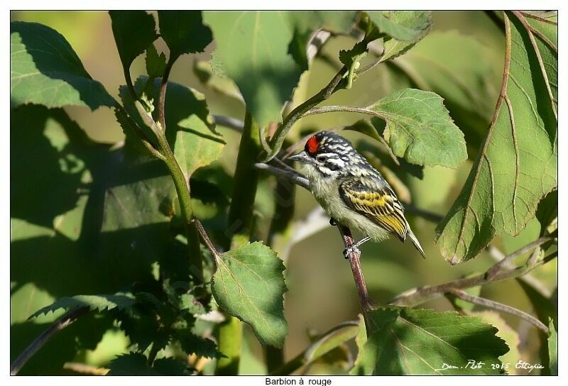 Southern Red-fronted Tinkerbird