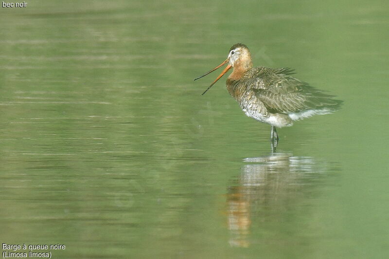 Black-tailed Godwit